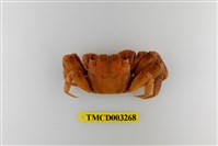 藏品(帝王仿相手蟹)的圖片